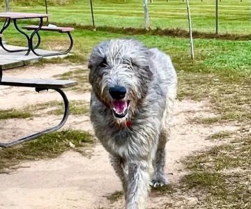 Northfield Township Dog Park