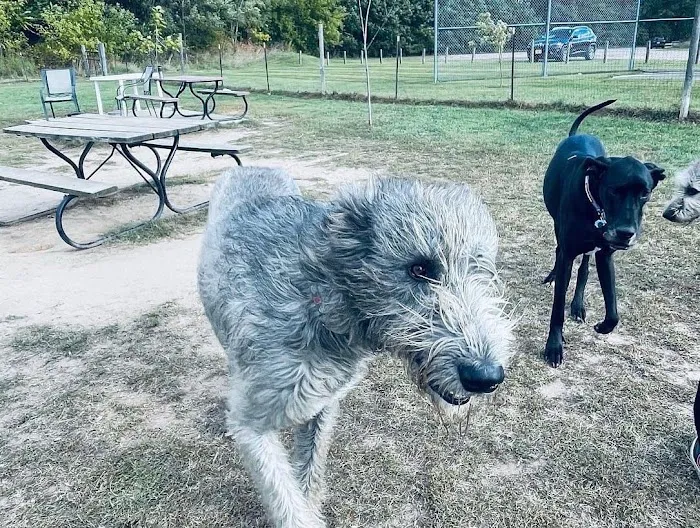 Northfield Township Dog Park 2