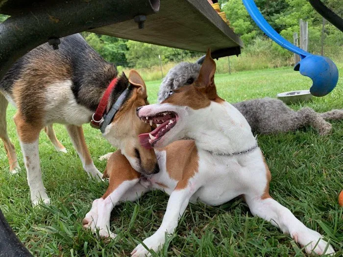 Northfield Township Dog Park 6