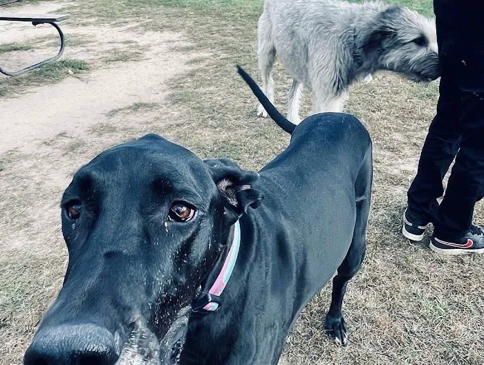 Northfield Township Dog Park 3