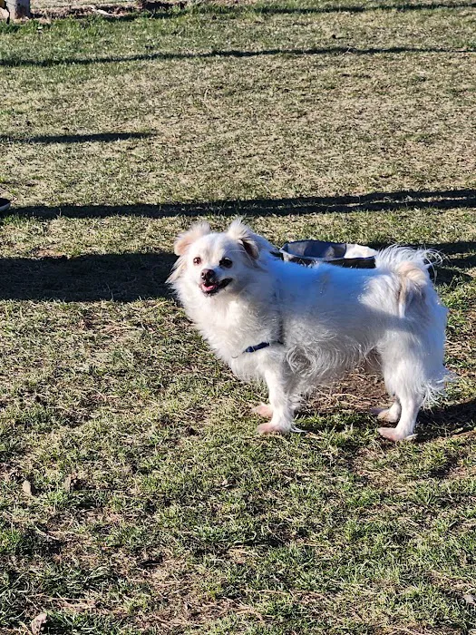 Milford Dog Park 9