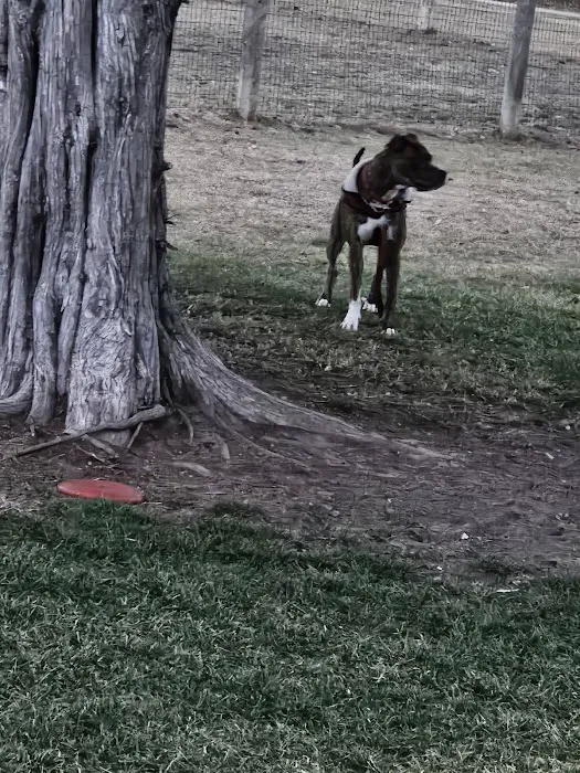 Milford Dog Park 10