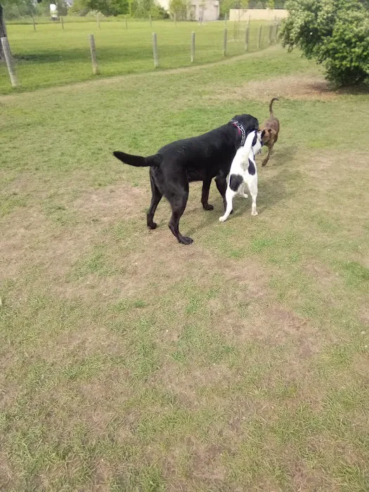 Milford Dog Park 8