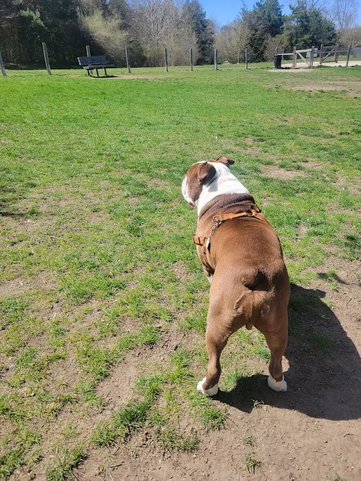 Milford Dog Park 7
