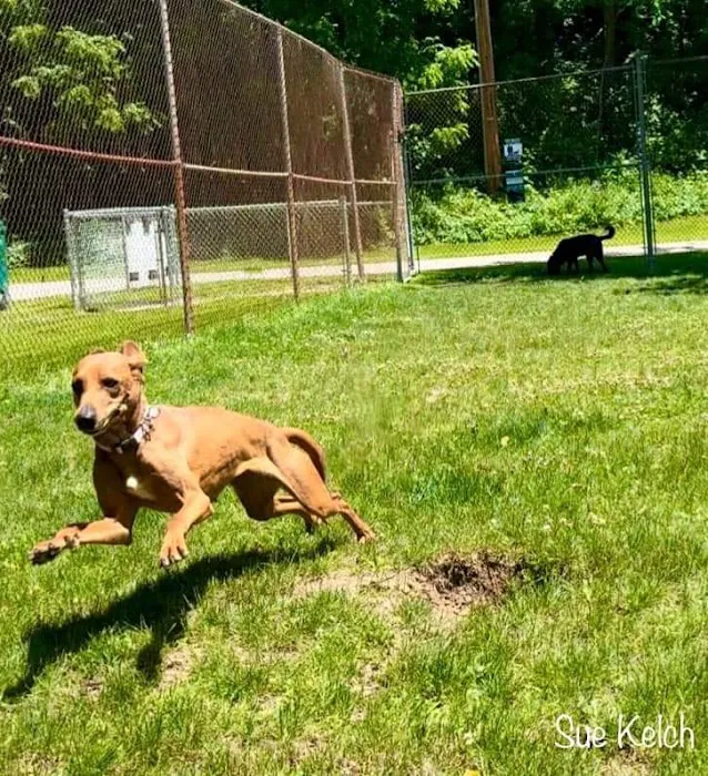 Curtiss Park Dog Park 1