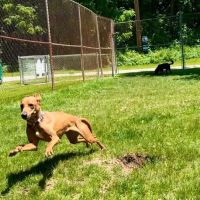 Curtiss Park Dog Park ico