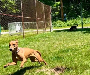 Curtiss Park Dog Park