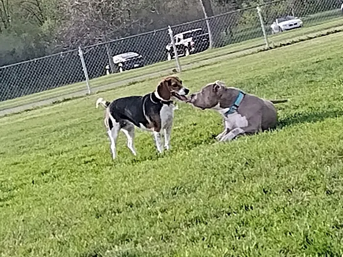 Pontiac Lake Dog Park A & B 10