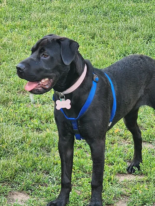 Pontiac Lake Dog Park A & B 9