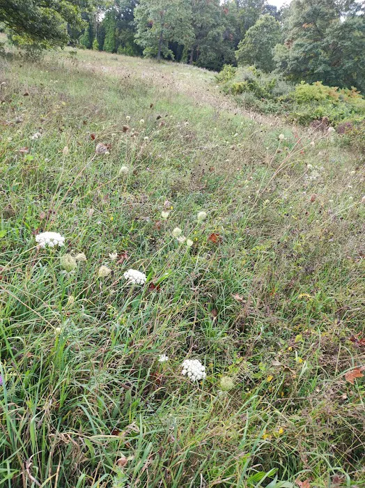 Sod Farm Field Trial Grounds 6