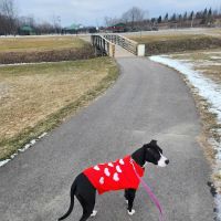 East China Dog Park ico