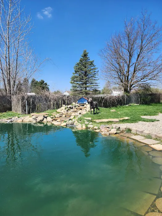 EZDogPark 9