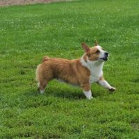 EZDogPark ico