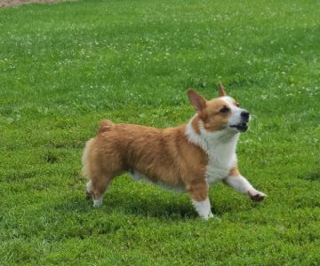 EZDogPark
