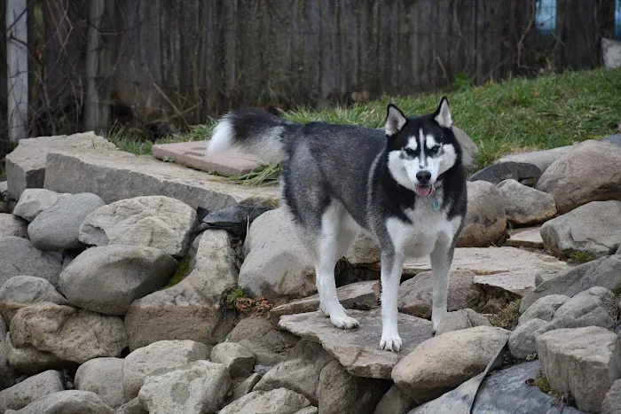 EZDogPark 5