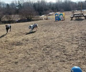 Dog Park at Arise Church