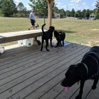 Countryside Veterinary Dog Park ico