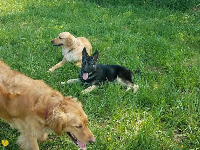 Thompson Road Regional Dog Park 4