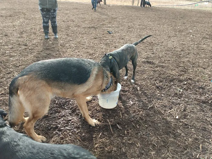 Thompson Road Regional Dog Park 2