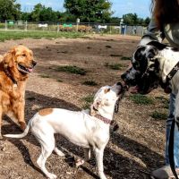 Thompson Road Regional Dog Park ico