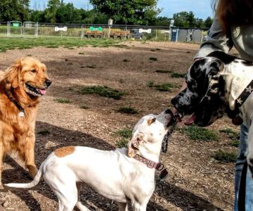 Thompson Road Regional Dog Park