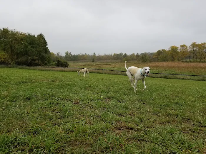 Thompson Road Regional Dog Park 8