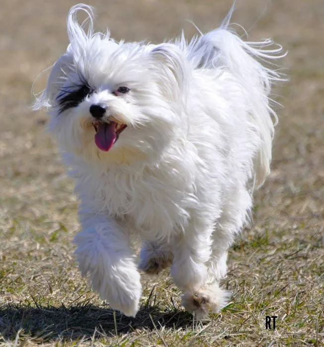 Fort Gratiot Canine Commons 1