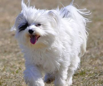 Fort Gratiot Canine Commons