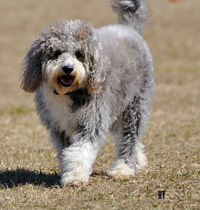 Fort Gratiot Canine Commons 2