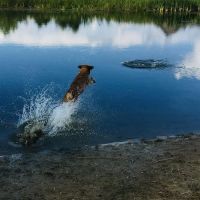 Joey's Pet Outfitters Dog Park ico