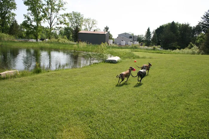 Joey's Pet Outfitters Dog Park 5