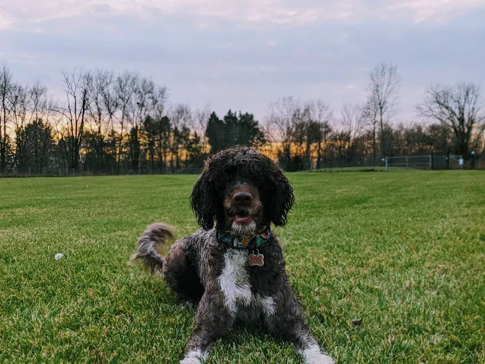 Joey's Pet Outfitters Dog Park 3