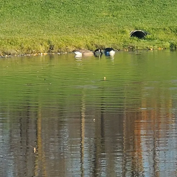 Grand Blanc Dog Park 1