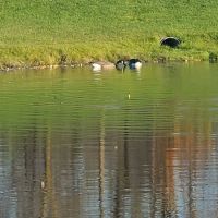Grand Blanc Dog Park ico