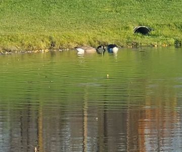 Grand Blanc Dog Park