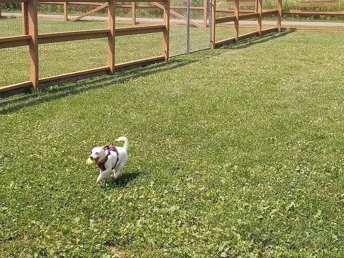Davison Area Dog Park 10