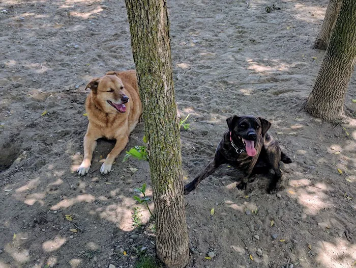 Davison Area Dog Park 3