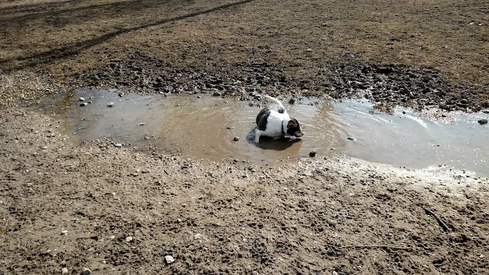 Davison Area Dog Park 9