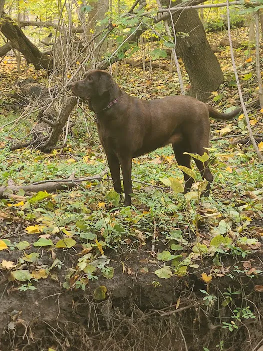 Adrian Dog Park 4