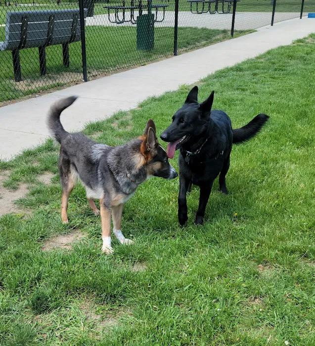 Betty’s Dog Park 3