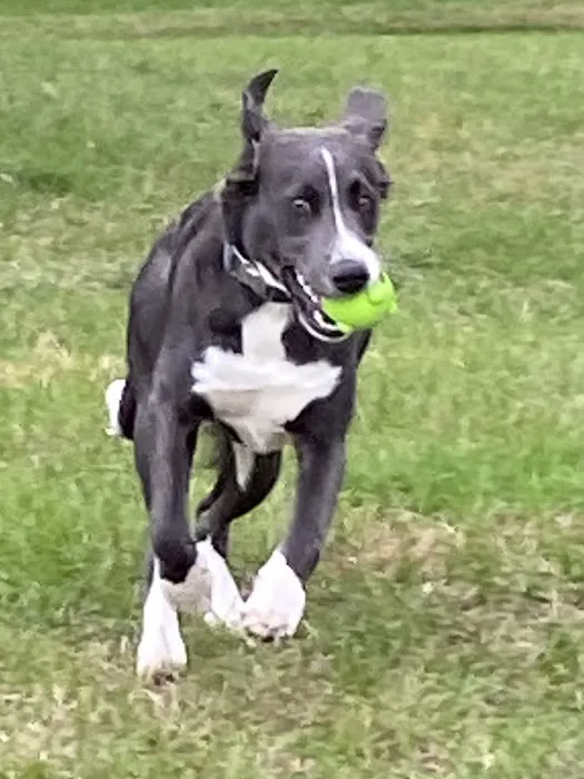 Betty’s Dog Park 1