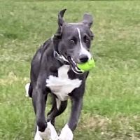 Betty’s Dog Park ico