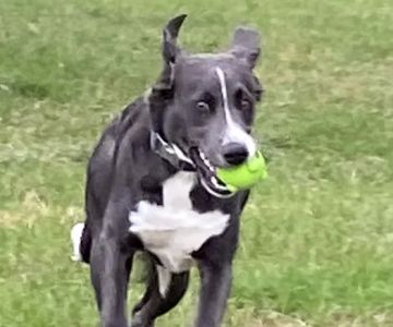 Betty’s Dog Park