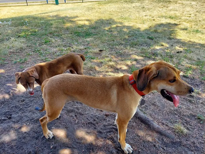 Betty’s Dog Park 4