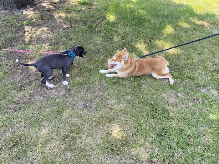 Betty’s Dog Park 2
