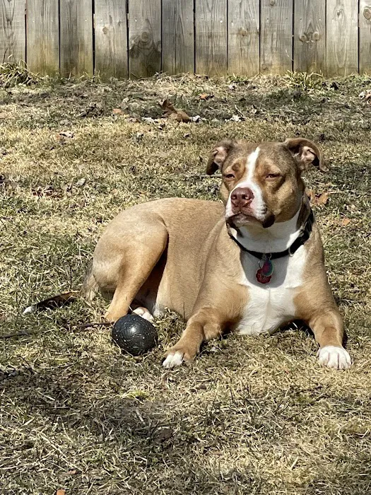 Betty’s Dog Park 10