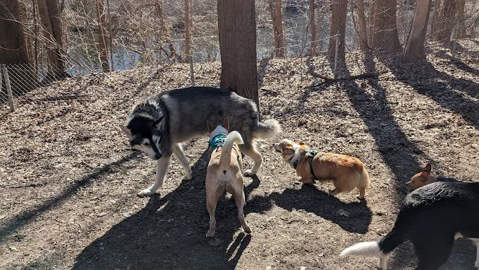 Soldan Dog Park 2