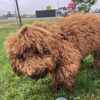 Dog Park at Love's Travel Stops ico
