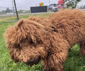 Dog Park at Love's Travel Stops