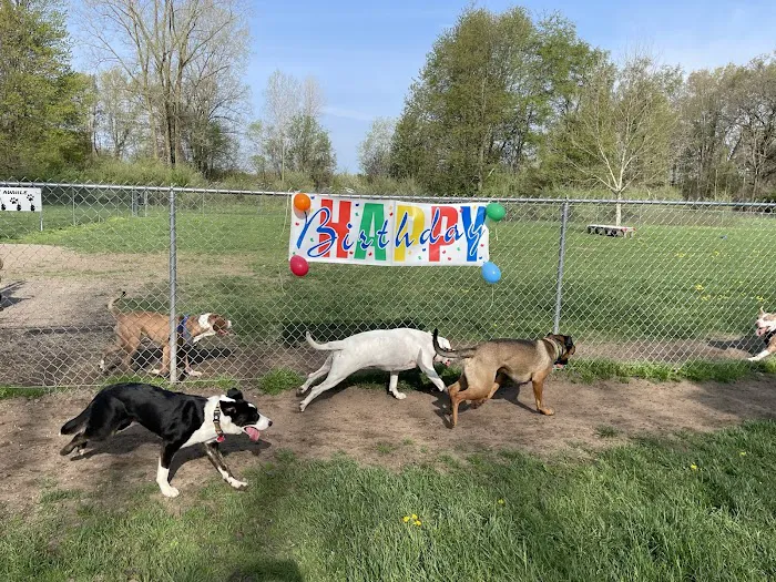 Island City Dog Park 8